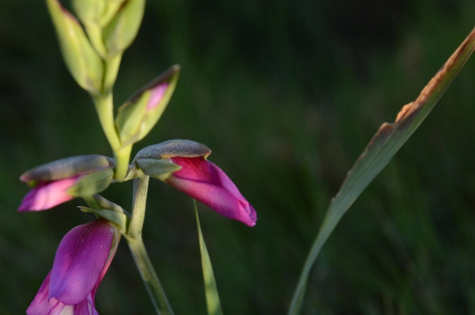 Schema Therapy is an integrative form of psychotherapy