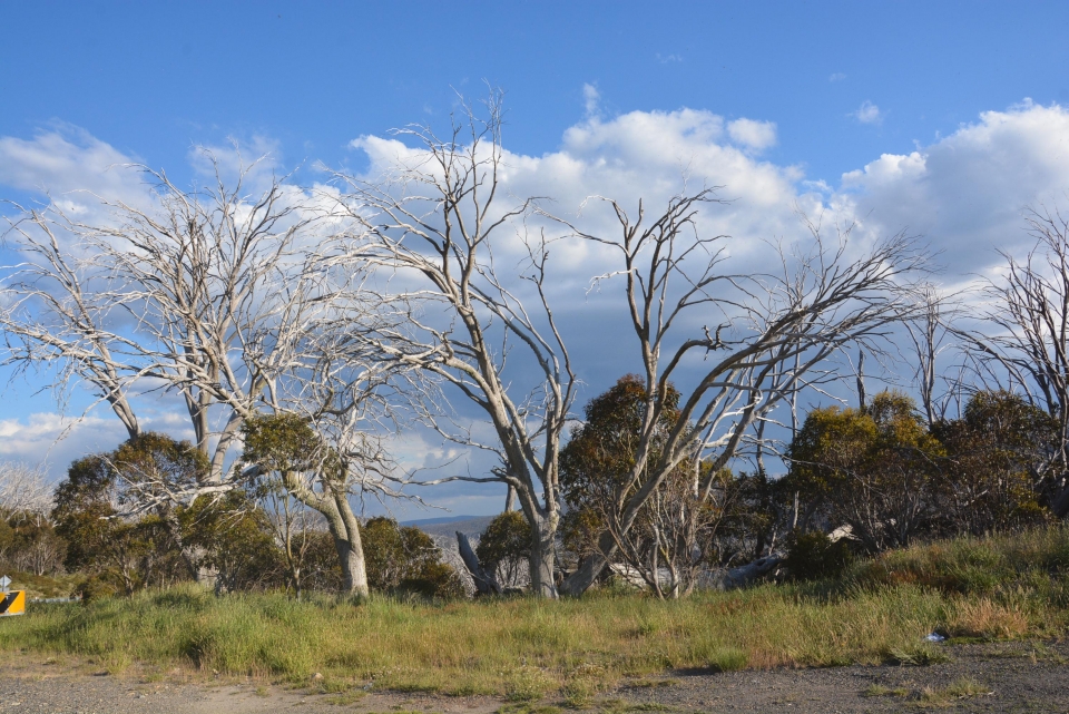 The November Therapy Group Café Session 